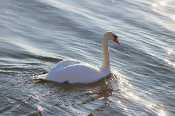 Swan in the lake