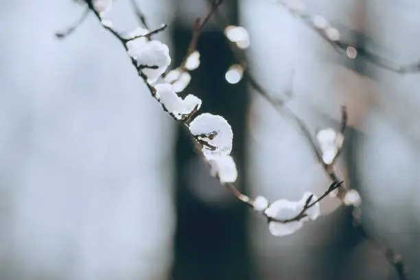 Snow on frozen branch