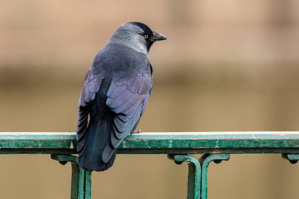 istock Close up image on the Eurasian jackdaw 1467069288
