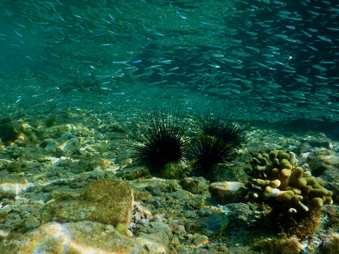 Shallow reef with schooling silver fish, sea urchins, hard corals in clear water