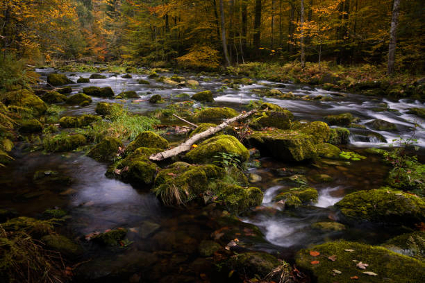 istock River in a woodland valley 1467070180