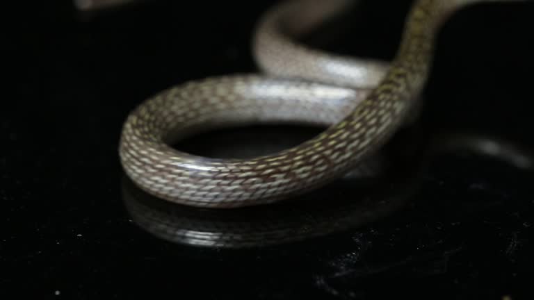 60+ Python Black Background Stock Videos and Royalty-Free Footage - iStock