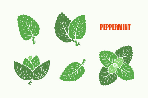 Peppermint Green Leaves. Fresh Mint Leaf Set. Medicinal Plants and Spicy Herbs. Vector illustration.