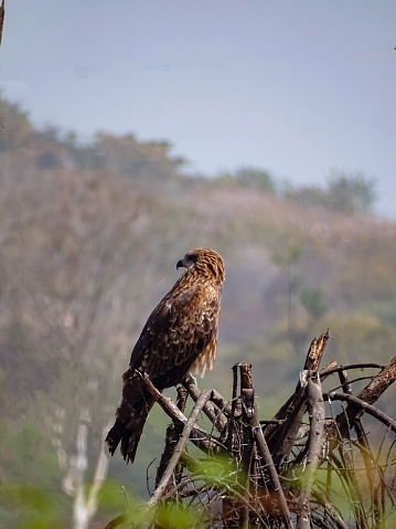 Hawk bird photography