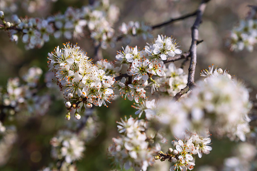 Close-up of white blooming sloe flowers on a sunny spring day