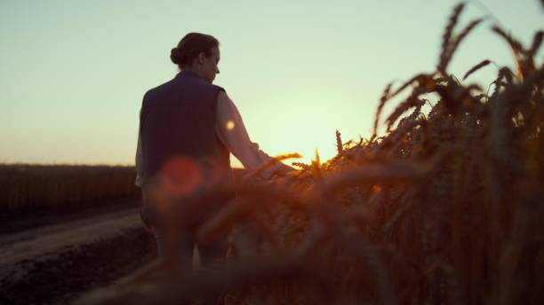 istock Silhouette farmer touching wheat spikelets. Beautiful rural landscape at sunset. 1467073024