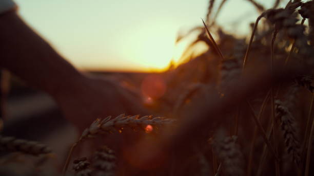 istock Farmer hand touching wheat spikelets at sunset closeup. Grain harvest field view 1467073045