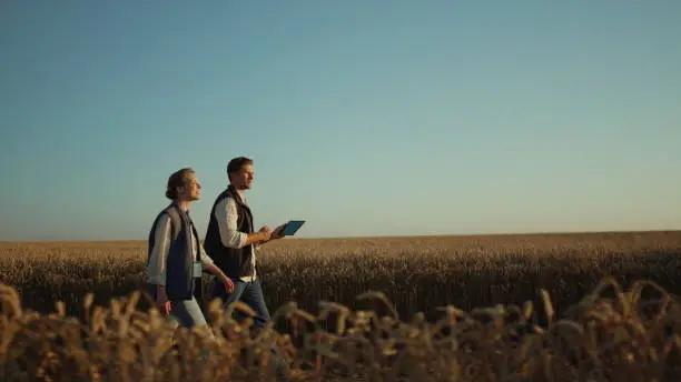 Two farmers inspecting wheat harvest in golden sunlight. Rural landscape view. Professional agronomists successful business partners walking farmland checking field. Agribusiness managers concept.