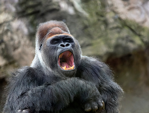 Yawning of an old male leader of herd of gorillas. Wild dangerous dominant male gorilla yawns nervously showing teeth and open mouth.