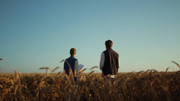 istock Team agronomists working at golden wheat field. Workers inspect crops rear view. 1467074880