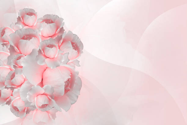 istock inside left, pink roses overlapping on blur pink rose flower background, nature, banner, template, card, valentine, copy space 1467075306