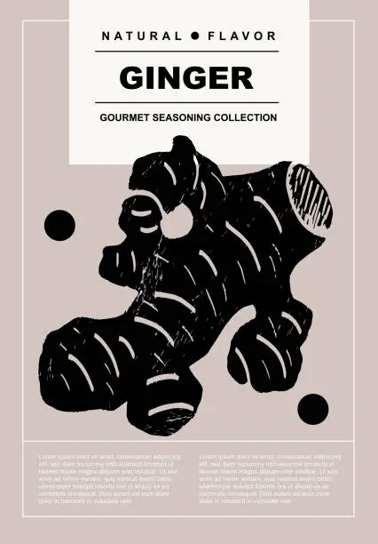 Vector illustration of Ginger. Set of posters of spices, herbs, organic product in a abstract draw design. Label or poster for food preparing and culinary. Simple, flat design. For poster, cover, banner.