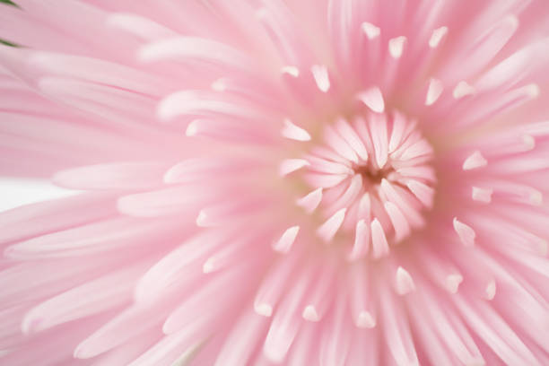 istock Pink chrysanthemum flower close up 1467076836