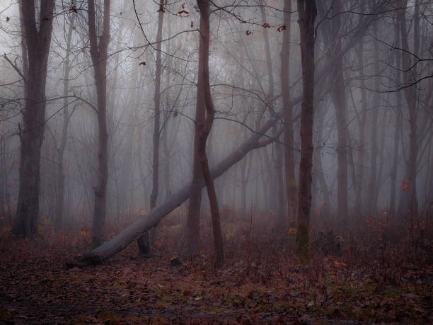 istock Dreamy forest in thick fog in brown tones. 1467076856