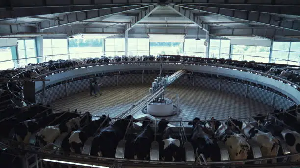 Milking cows carousel dairy production facility. Modern parlor interior view. Unknown managers livestock shed workers walking checking automatic line equipment. Farming industry machinery concept.