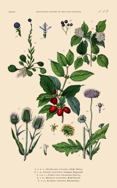 istock Hand-colored Botanical Engraving, History of the Plant Kingdom, Victorian Botanical Illustration, Plate 13, Circa 1853 1467077901