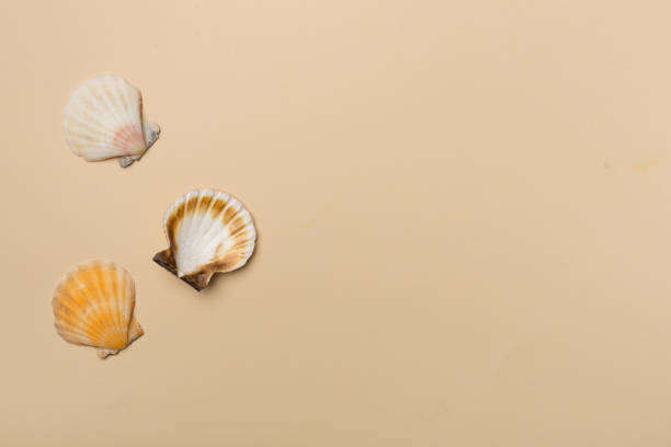 istock Sea shells on color background, top view. Summer concept 1467077939
