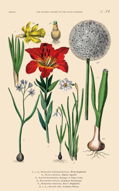 handkolorierter botanischer stich, geschichte des pflanzenreichs, viktorianische botanische illustration, tafel 34, um 1853 - tulpenzwiebel stock-grafiken, -clipart, -cartoons und -symbole