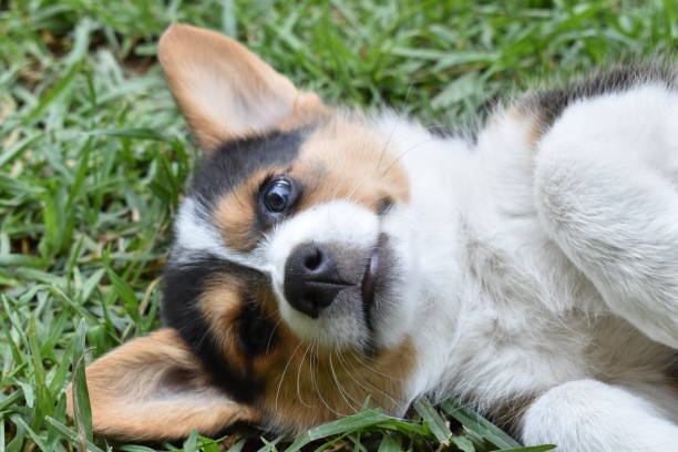 istock Cute Corgi Puppy Dog Looing Directly at Camera 1467079627