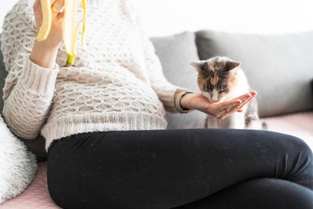 istock Pregnant woman with cat on sofa 1467080599