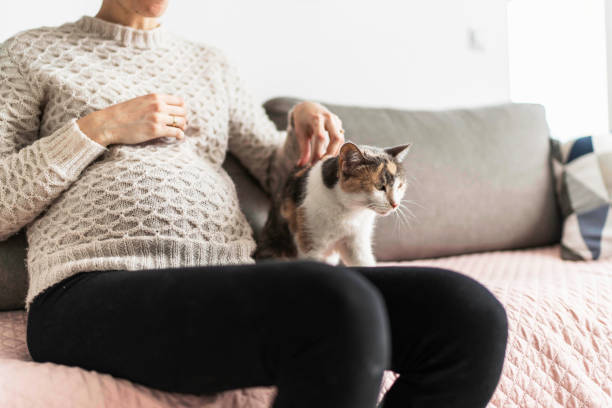 istock Pregnant woman with cat on sofa 1467080645