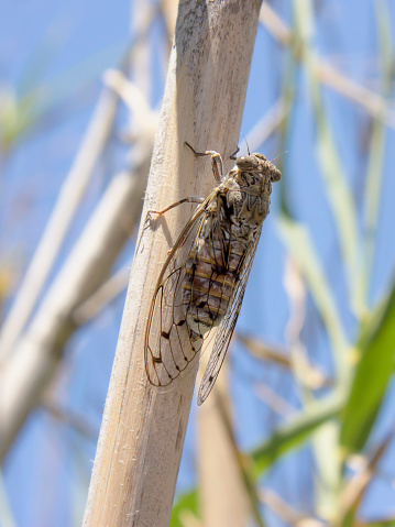 Cicada on a reed, summer in the south of France, blue sky, photo