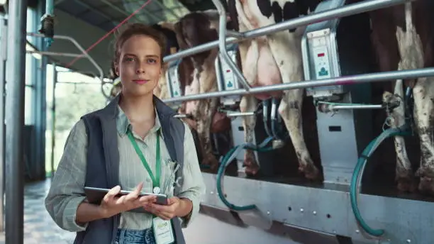 Agriculture worker posing dairy facility portrait. Automatic milking process. Beautiful woman smiling farming manager holding tablet pad posing at holstein cows carousel. Agriculture business concept.
