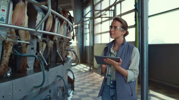 istock Farmer control livestock milking process collecting computer data in parlour. 1467081472