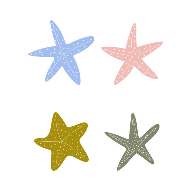 illustrazioni stock, clip art, cartoni animati e icone di tendenza di stella marina. stella atlantica. illustrazione vettoriale dell'animale marino su sfondo bianco. - starfish