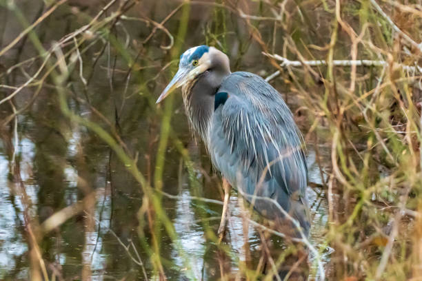 istock Great blue heron in swamp 1467081574