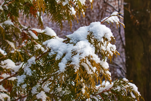 Thuja standishii CAR in the snow. Winter, green thuja bushes covered with white snow
