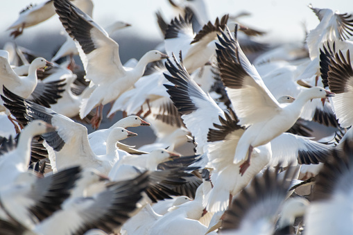 Snow geese in flight