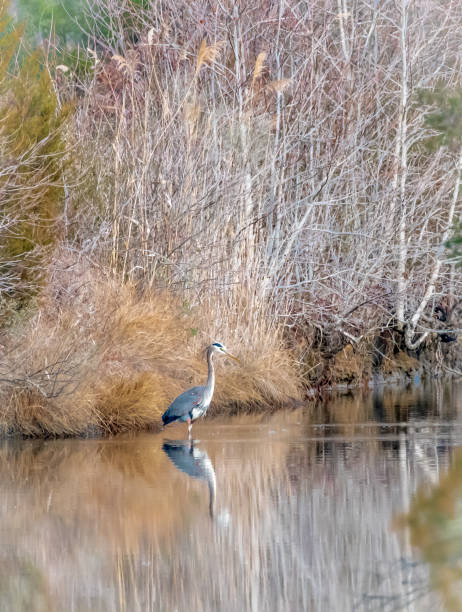 istock Great blue heron in swamp 1467082211