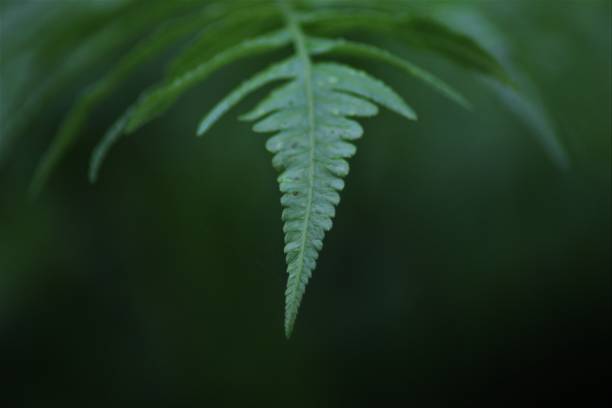 istock Close-Up Of Fern Leaf 1467082882