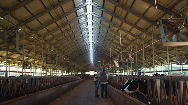 istock Animal vets checking cows at dairy farm shed. Agribusiness professionals at work 1467084472