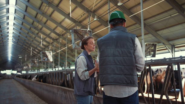 istock Smiling livestock workers talking in cowshed. Agriculture team using tablet. 1467084573