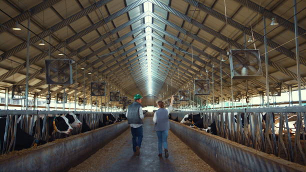 istock Two farmers walking cowshed aisle rear view. Dairy farm professionals at work. 1467084963