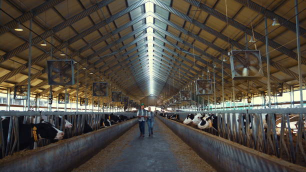 istock Livestock workers inspecting animal husbandry. Holstein cows eating in feedlots. 1467085012