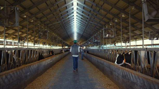 istock Animal farmer walking aisle cowshed rear view. Workers inspect cattle feedlots. 1467086030