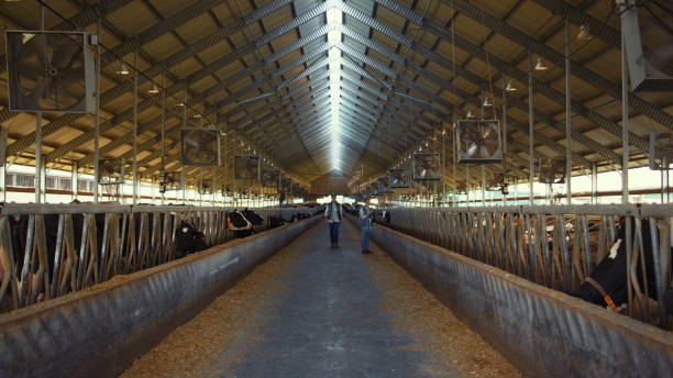 istock Livestock team working cowshed at countryside. Farming managers inspect feedlots 1467086061
