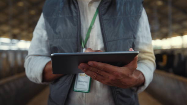 istock Hands tapping tablet screen closeup. Focused livestock manager work in cowshed. 1467086488