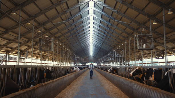 istock Farm worker walking cowshed alone. Livestock supervisor inspect dairy facility. 1467086975