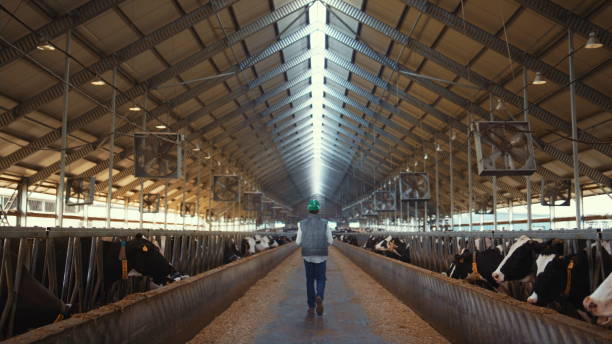 istock Livestock supervisor walk dairy farm facility. Holstein cows eating in feedlots 1467087035