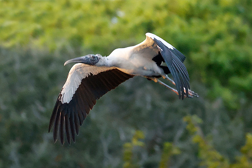 Wood Stork in flight at the Wakodahatchee Wetlands in Delray Beach, Florida.