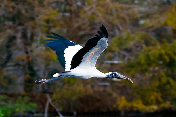 Wood Stork at Wakodahatchee Wetlands stock photo