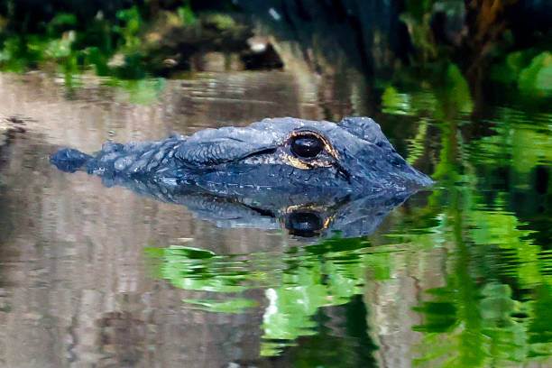 istock Alligator at the Wakodahatchee Wetlands 1467087728