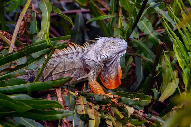 Iguana at the Wakodahatchee Wetlands stock photo