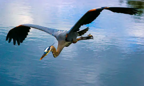 Get Blue Heron in flight at the Wakodahatchee Wetlands in Delray Beach, Florida.