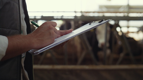 Livestock worker making notes in cowshed. Male hands holding clipboard closeup. Unknown man confident agribusiness engineer walking barn. Agricultural professional inspecting cows at dairy farmland.