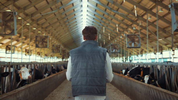 istock Farmer walking cowshed aisle rear view. Livestock manager inspecting animals. 1467087962